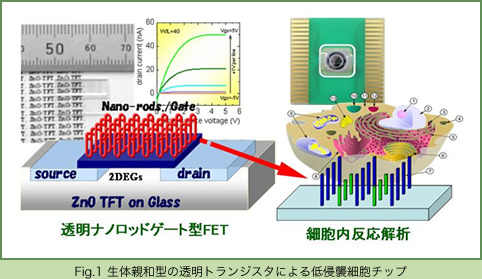 Fig.1 生体親和型の透明トランジスタによる低侵襲細胞チップ