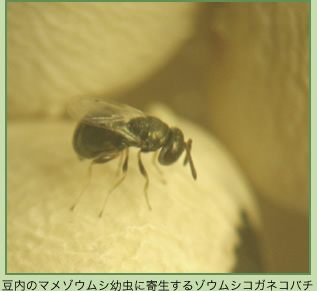 豆内のマメゾウムシ幼虫に寄生するゾウムシコガネコバチ