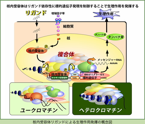 核内受容体リガンドによる生理作用発揮の概念図