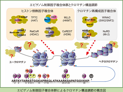 エピゲノム制御因子複合体群によるクロマチン構造調節の概念図